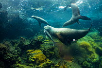 Galapagos sea lions (Zalophus wollebaeki) hunting tuna. A group of the sea lion bulls have learnt to herd Pelagic yellowfin tuna into a small cove, trapping them. The fish often leap ashore in an effo...