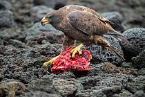 Galapagos hawk (Buteo galapagoensis) scavenging on tuna. A group of the sea lion bulls have learnt to herd Pelagic yellowfin tuna into a small cove, trapping them. The fish often leap ashore in an eff...