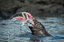 Galapagos sea lion (Zalophus wollebaeki) hunting tuna. A group of the sea lion bulls have learnt to herd Pelagic yellowfin tuna into a small cove, trapping them. The fish often leap ashore in an effor...