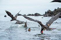 Blacktip shark (Carcharhinus limbatus) and Magnificent frigatebird (Fregata magnificens) following the tuna-hunting sea lion into the shallows, sometimes stranding themselves whilst hunting. A group...