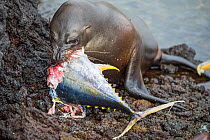 Galapagos sea lion (Zalophus wollebaeki) feeding on  tuna. A group of the sea lion bulls have learnt to herd Pelagic yellowfin tuna into a small cove, trapping them. The fish often leap ashore in an e...