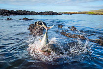 Galapagos sea lion (Zalophus wollebaeki) hunting tuna. A group of the sea lion bulls have learnt to herd Pelagic yellowfin tuna into a small cove, trapping them. The fish often leap ashore in an effor...