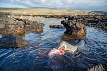 Galapagos sea lion (Zalophus wollebaeki) hunting tuna with Galapagos brown pelicans (Pelicanus occidentalis urinator) in the background,. A group of the sea lion bulls have learnt to herd Pelagic yell...