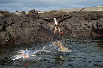 Magnificent frigatebird (Fregata magnificens) landing to scavenge on tuna. A group of the sea lion bulls have learnt to herd Pelagic yellowfin tuna into a small cove, trapping them. The fish often lea...