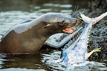 Galapagos sea lion (Zalophus wollebaeki) feeding on tuna. A group of the sea lion bulls have learnt to herd Pelagic yellowfin tuna into a small cove, trapping them. The fish often leap ashore in an ef...