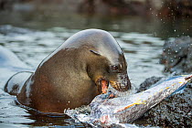 Galapagos sea lion (Zalophus wollebaeki) feeding on tuna. A group of the sea lion bulls have learnt to herd Pelagic yellowfin tuna into a small cove, trapping them. The fish often leap ashore in an effort to escape. Punta Albemarle, Isabela Island, Galapagos.