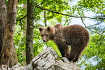 European brown bear (Ursus arctos), juvenile standing on rocks in the Karst forest, Notranjska, Slovenia.