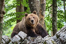 European brown bear (Ursus arctos), alpha male in the Karst forest, Notranjska, Slovenia.