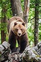 European brown bear (Ursus arctos), alpha male in Karst forest, Notranjska, Slovenia.