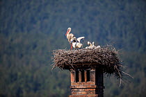 White stork (Ciconia ciconia) family on nest with chick attempting to fly, Slovenia.