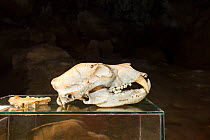 Skull of extinct Gamssulzen cave bear (Ursus ingressus) that lived in Central Europe during the late pleistocene. Krizna Jama / Cross cave, Bloska Polica, Loz valley, Slovenia.