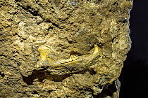 Jawbone of extinct Gamssulzen cave bear (Ursus ingressus) that lived in Central Europe during the late pleistocene. Krizna Jama / Cross cave, Loz valley, Bloska Polica, Slovenia.
