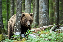 European brown bear (Ursus arctos) amongst tree trunks, Sneznik forest, Slovenia. June.