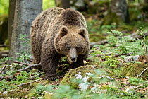 European brown bear (Ursus arctos), Sneznik forest, Slovenia. June.