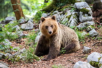 European brown bear (Ursus arctos) sitting, Sneznik forest, Slovenia. June.