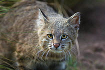 Pampas cat (Leopardus colocola) La Pampa Province, Argentina.