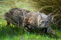 Pampas cat (Leopardus colocola) La Pampa Province, Argentina.