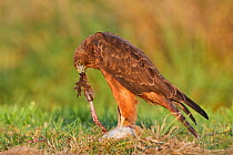 Swamp harrier (Circus approximans) feeding on rabbit  prey (Oryctolagus cuniculus). Lake Ellesmere, Canterbury, New Zealand. April.
