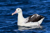Southern royal albatross (Diomedea epomophora) on water in profile. Kaikoura, South Island, New Zealand. April. Vulnerable species.