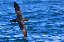 Westland petrel (Procellaria westlandica) in flight over sea, showing the upperwing. Kaikoura, South Island, New Zealand. April. Vulnerable species.