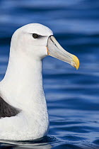 White-capped Albatross (Thalassarche steadi) close-up portrait. Kaikoura, South Island, New Zealand. April.
