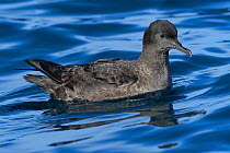 Sooty shearwater (Puffinus griseus) resting on the water. Kaikoura, South Islnad, New Zealand. April.