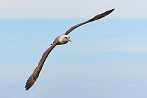 Buller's albatross  / mollymawk (Thalassarche bulleri) in flight, off Kaikoura coast. Kaikoura, South Island, New Zealand. April.