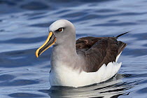 RF - Buller's albatross / mollymawk (Thalassarche bulleri) on water. Kaikoura, South Island, New Zealand. April. (This image may be licensed either as rights managed or royalty free.)