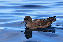 Sooty shearwater (Puffinus griseus) at rest on water. Kaikoura, South Island, New Zealand. April.