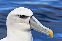 White-capped Albatross (Thalassarche steadi) close-up portrait. Kaikoura, South Island, New Zealand. April.