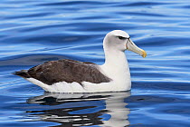 White-capped Albatross (Thalassarche steadi) sitting on the water in profile. Kaikoura, South Island, New Zealand. April.