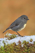 South Island robin (Petroica australis australis) perched on snow covered log. Arthur's Pass National Park, South Island, New Zealand. May.