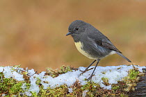 RF - South Island robin (Petroica australis australis) perched on snow covered log. Arthur's Pass National Park, South Island, New Zealand. May. (This image may be licensed either as rights managed or...