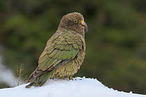 RF - Juvenile Kea (Nestor notabilis) standing on snow. Arthur's Pass National park, South Island, New Zealand. Endangered Species. (This image may be licensed either as rights managed or royalty free....