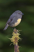 RF - South Island robin (Petroica australis australis) perched on moss covered stump. Arthur's Pass National Park, South Island, New Zealand. May. (This image may be licensed either as rights managed...