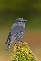 South Island robin (Petroica australis australis) perched on moss covered stump. Arthur's Pass National Park, South Island, New Zealand. May.