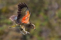 Kea (Nestor notabilis) juvenile in flight. Arthur's Pass National Park, South Island, New Zealand. Endangered Species.