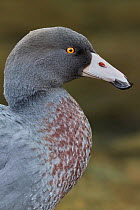 RF - New Zealand Blue duck (Hymenolaimus malacorhynchos) close up portrait. Hokitika, West Coast, South Island, New Zealand. September. Endangered Species. (This image may be licensed either as rights...