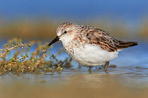 Non-breeding plumaged Red-necked Stint (Calidris ruficollis) standing in shallow water. Lake Ellesmere, New Zealand. November.