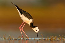 RF - Adult Pied stilt / Black winged stilt (Himantopus himantopus) foraging in shallow water. Lake Ellesmere, New Zealand. November. (This image may be licensed either as rights managed or royalty fre...