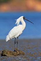 Royal spoonbill (Platalea regia) at rest on mud flat, perched on driftwood. Banks Peninsula, South Island, New Zealand. December.