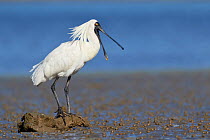Royal spoonbill (Platalea regia) at rest on mud flat, perched on driftwood with bill open. Banks Peninsula, South Island, New Zealand. December.