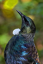 Tui (Prosthemadera novaeseelandiae) portrait. Orokonui Ecosanctuary, Otago Peninsula, South Island, New Zealand. January. Endemic Species.