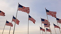 Group of American flags flying in Liberty State Park, New York, USA, June 2016. Hellier