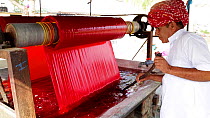 Roller pulling fabric through a bath of red dye in a textiles factory,with man stirring the dye, Jaipur, Rajasthan, India, Model released, January 2018. Hellier