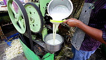 Sugar cane press extracting fresh cane juice, Udaipur, Rajasthan, India, January 2018. Hellier