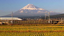 Shinkansen bullet train passing through harvested rice fields, with Mount Fuji in the background, Honshu, Japan, November 2017. Hellier