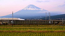 Shinkansen bullet train passing through harvested rice fields at dawn, with Mount Fuji in the background, Honshu, Japan, November 2017. Hellier