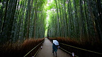 Woman walking along a pathway through a forest of Tortoise shell bamboo (Phyllostachys edulis), Sagano Bamboo Forest, Kyoto Prefecture, Japan, November 2017. Hellier