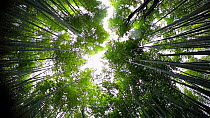 Shot looking up at the canopy of a Tortoiseshell bamboo (Phyllostachys edulis) forest, Sagano Bamboo Forest, Kyoto Prefecture, Japan, November 2017. Hellier